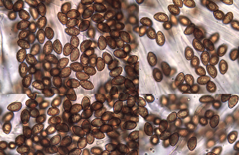 Cortinarius sublilacinopes